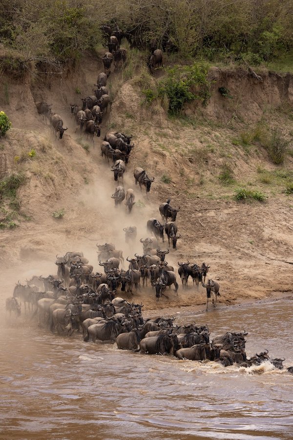Quels sont les comportements des oiseaux migrateurs pendant une éclipse solaire?